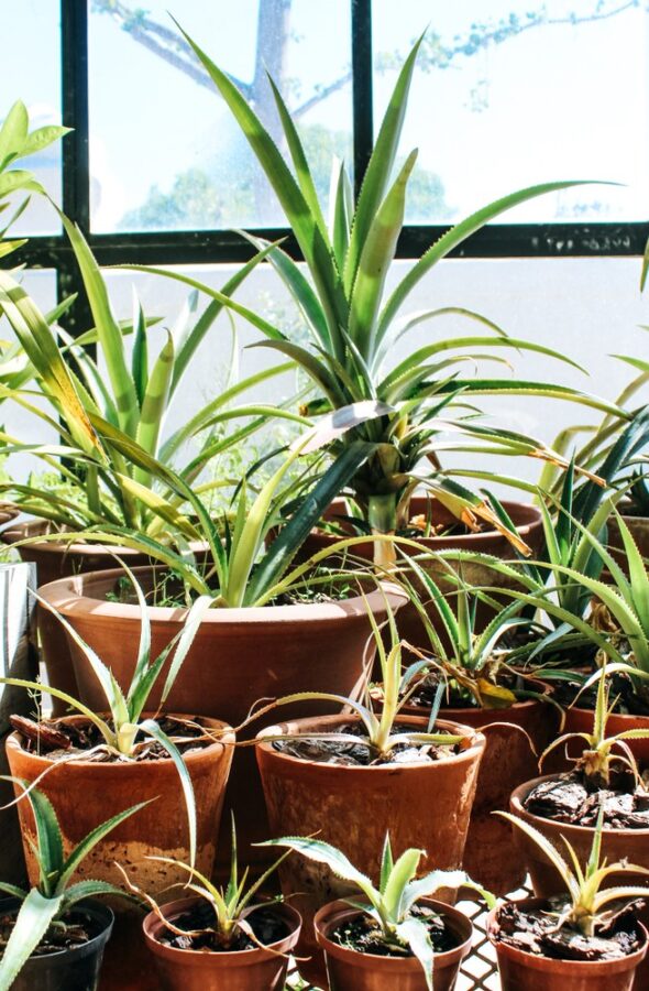 Featured image for “DECORATING YOUR SUNROOM WITH PLANTS AND FLOWERS”